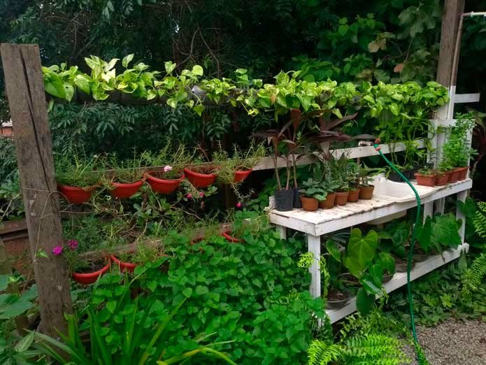 Bancada com vasos de hortaliças e plantas ornamentais em meio à vegetação
